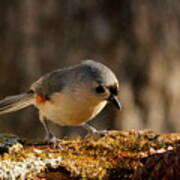 Tufted Titmouse In Fall Poster