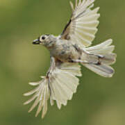 Tufted Titmouse In Flight Poster