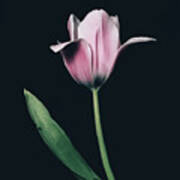 Tulip #0154 Poster