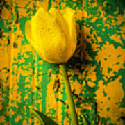 Tulip Against Yellow Green Background Poster