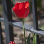 Tulip And Garden Fence Poster