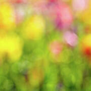 Tulip Flowers Field Blurred Defocused Background Poster