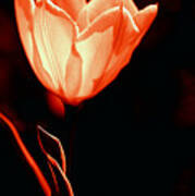 Tulip I Orange On Black Poster