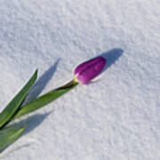 Tulip In Snow Poster