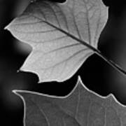 Tulip Tree Leaves Competing For Light Poster