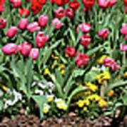 Tulips 3 Poster