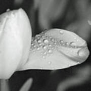 Tulips - Beauty In Bloom - Bw Infrared Sfx 17 Poster