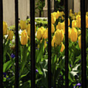 Tulips Behind Bars Poster