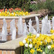 Tulips By The Fountain Poster