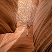 Tumbleweed In Owl Canyon Poster