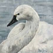 Tundra Swan Poster