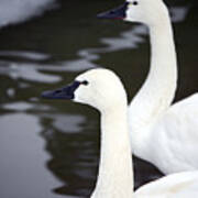 Tundra Swans Poster