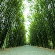 Tunnel Bamboo Trees And Walkway. Poster