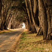 Tunnel Of Trees Poster