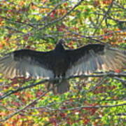 Turkey Vulture In Our Tree Poster