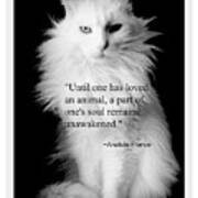 Turkish Angora Portrait With Anatole France Quote Poster
