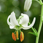 Turk's Cap Lily Poster