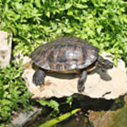 Turtle On A Rock Poster