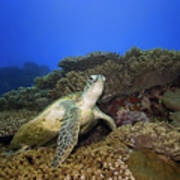 Turtle Underwater Poster