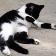 Tuxedo Cat Grooming Poster