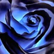 Twilight Blue Rose Poster