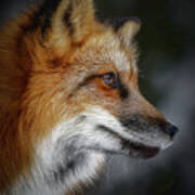 Twilight Red Fox Photograph by Athena Mckinzie - Fine Art America
