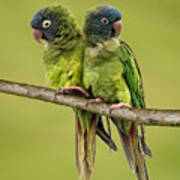 Twin Parakeets Poster