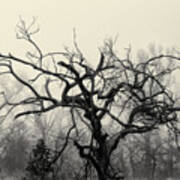 Twisted Tree In Fog Poster