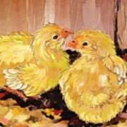 Two Baby Cornish Chicks Poster