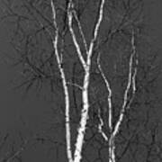 Two Birches 2018 Bw Poster