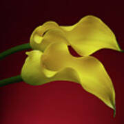 Two Calla Lily Flowers On Red Background Poster