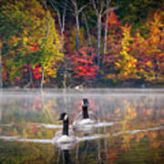 Two Canadian Geese Swimming In Autumn Poster