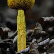 Two Colored Bolete Poster