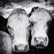 Two Cows Black And White Poster