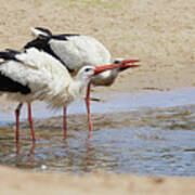 Two Drinking White Storks Poster