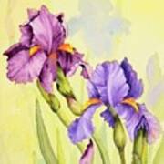 Two Irises Poster