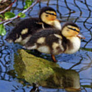 Two Mallard Ducklings Poster