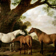 Two Mares And A Foal Poster