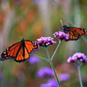 Two Monarchs Sharing 2011 Poster