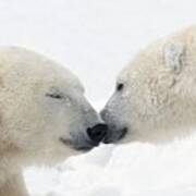 Two Polar Bears Ursus Maritimus Poster