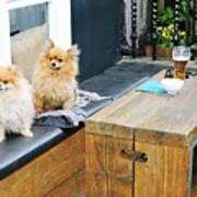 Two Pomeranians Poster