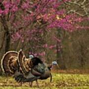 Two Tom Turkey And Redbud Tree Poster