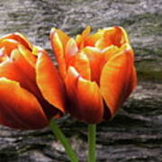 Two Tulips And Stone Poster
