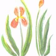 Two Iris Ii Watercolor Poster