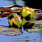Two Water Lilies Poster
