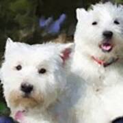 Two Westies Poster