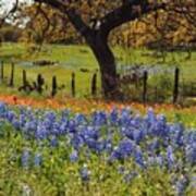 Tx Tradition, Bluebonnets Poster