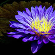 Ultra Violet Tropical Waterlily Poster