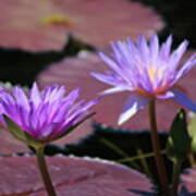 Ultraviolet Lotus Flower On Burgundy Lily Pads Poster