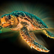 Undersea Turtle Poster
